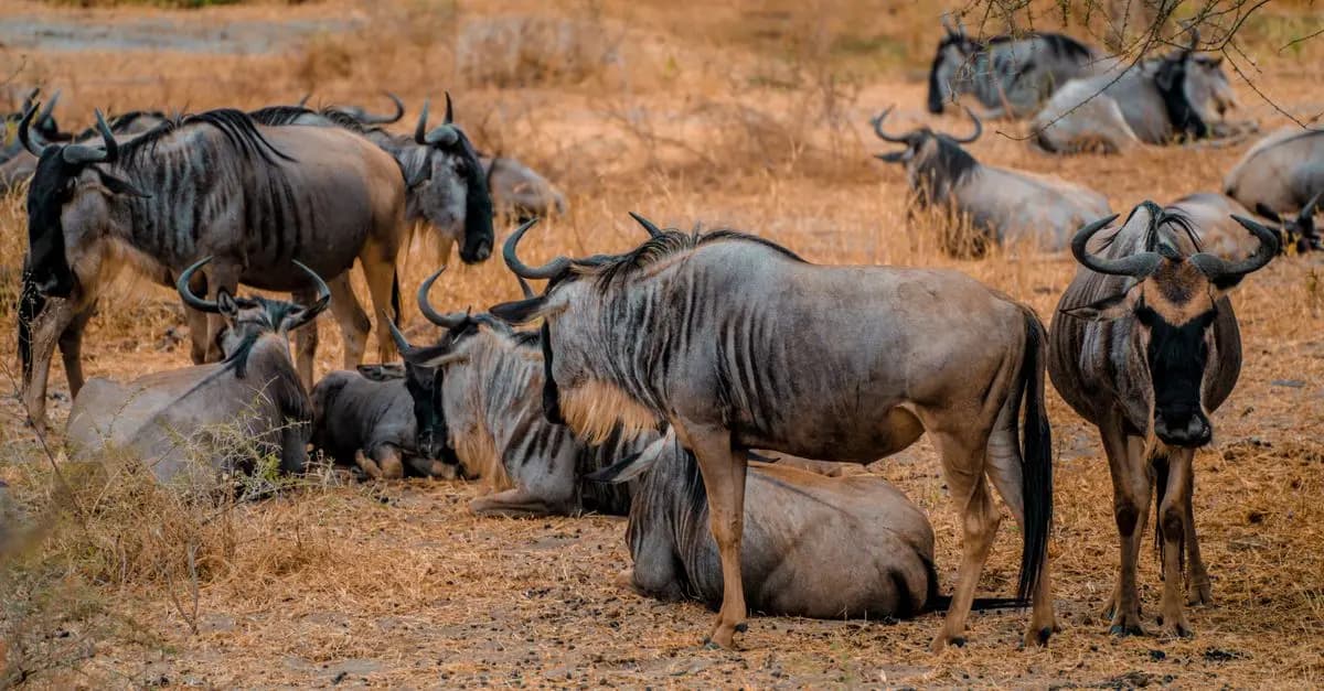 Les meilleures destinations pour observer des animaux